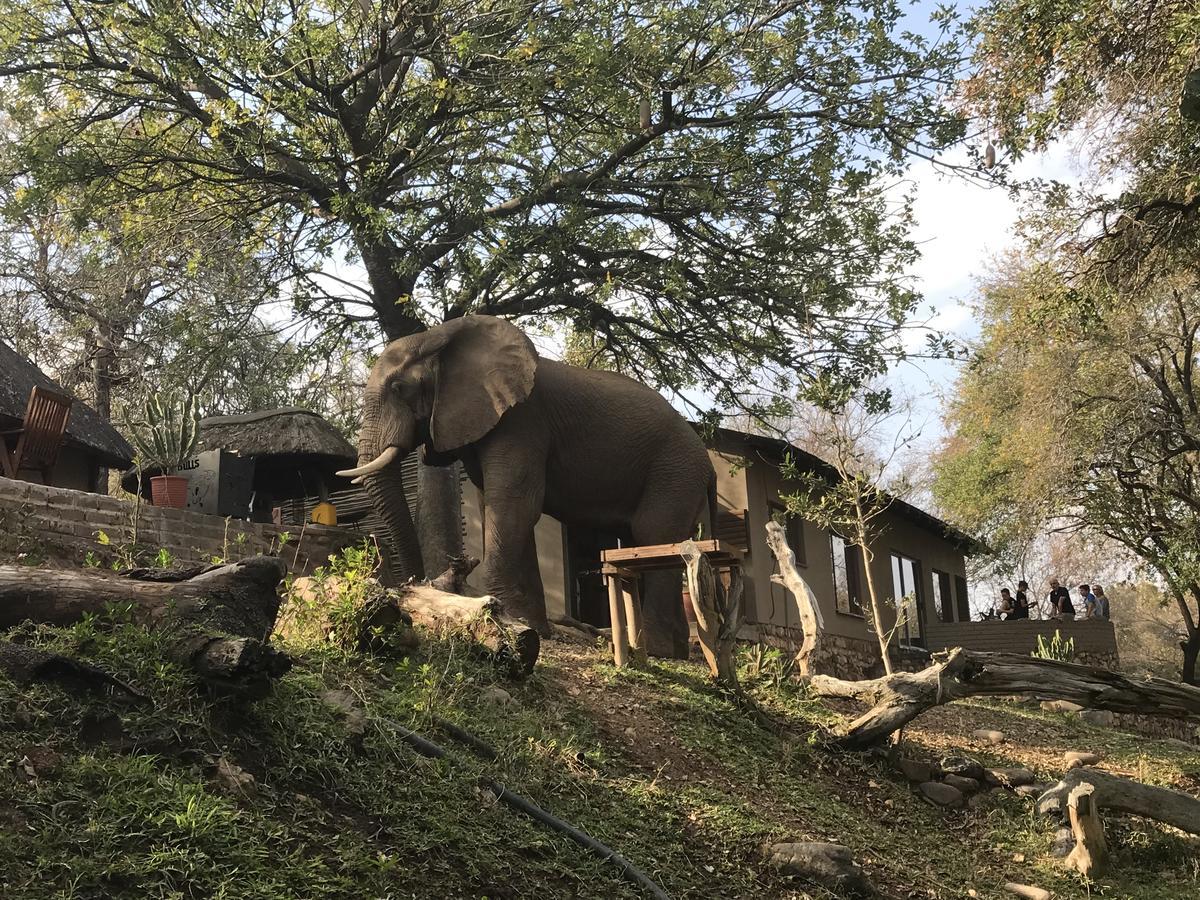 Ximongwe River Camp - Hippo Cottageバルレ・ゲーム・リザーブ エクステリア 写真